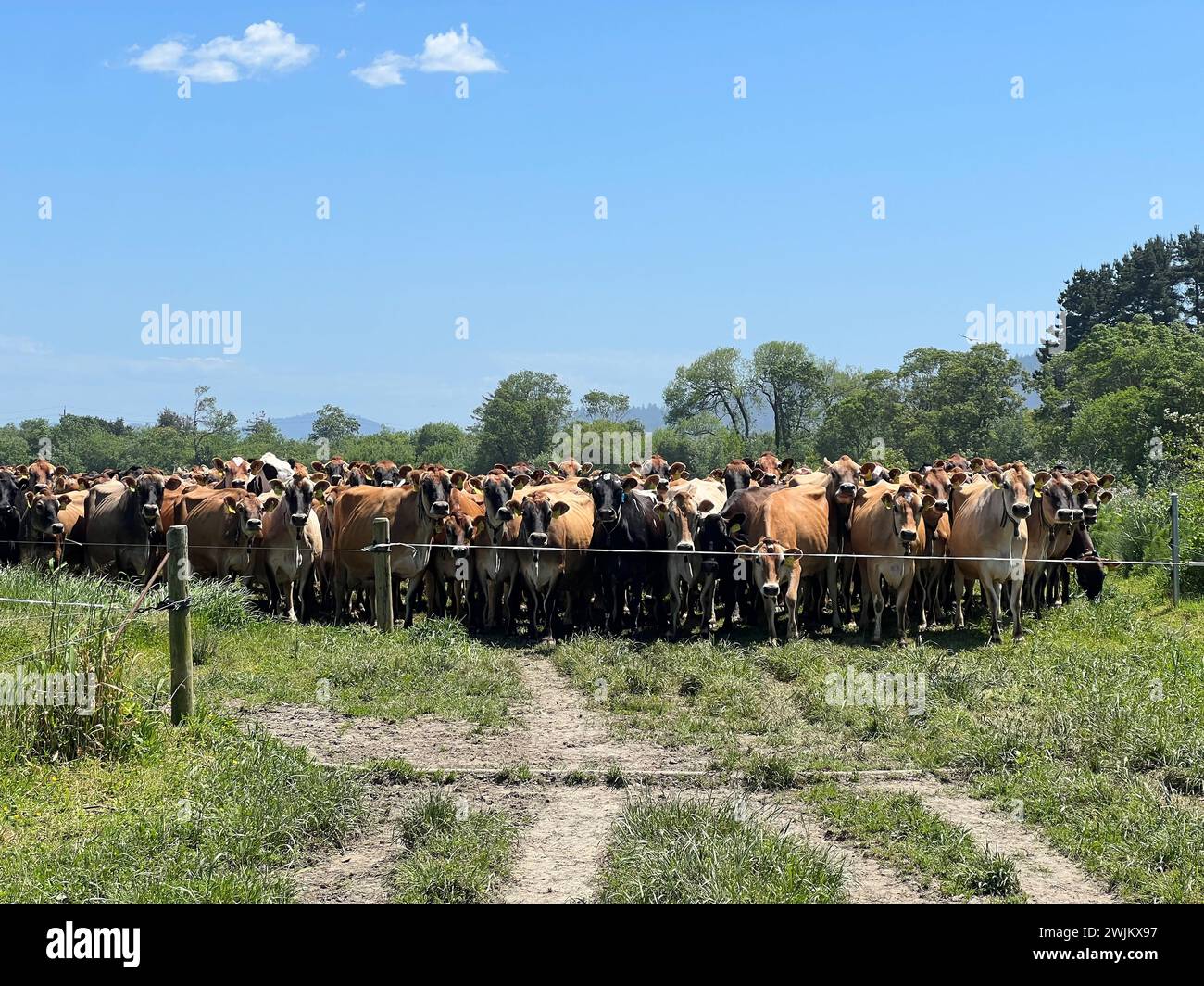 Le vacche da latte Jersey e holstein aspettano dietro il cancello Foto Stock