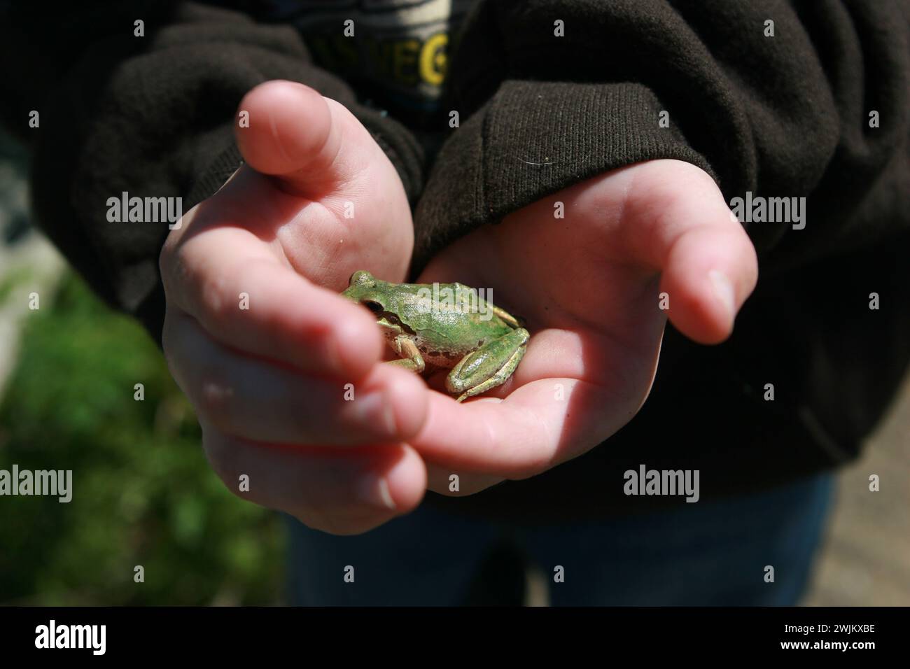 Bambino che tiene una rana tra le mani Foto Stock