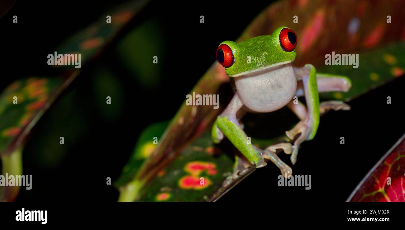 Rana dagli occhi rossi, Caliridyas di Agalychnis, foresta tropicale, Parco Nazionale di Corcovado, Area di conservazione di Osa, Penisola di Osa, Costa Rica, Ame Centrale Foto Stock