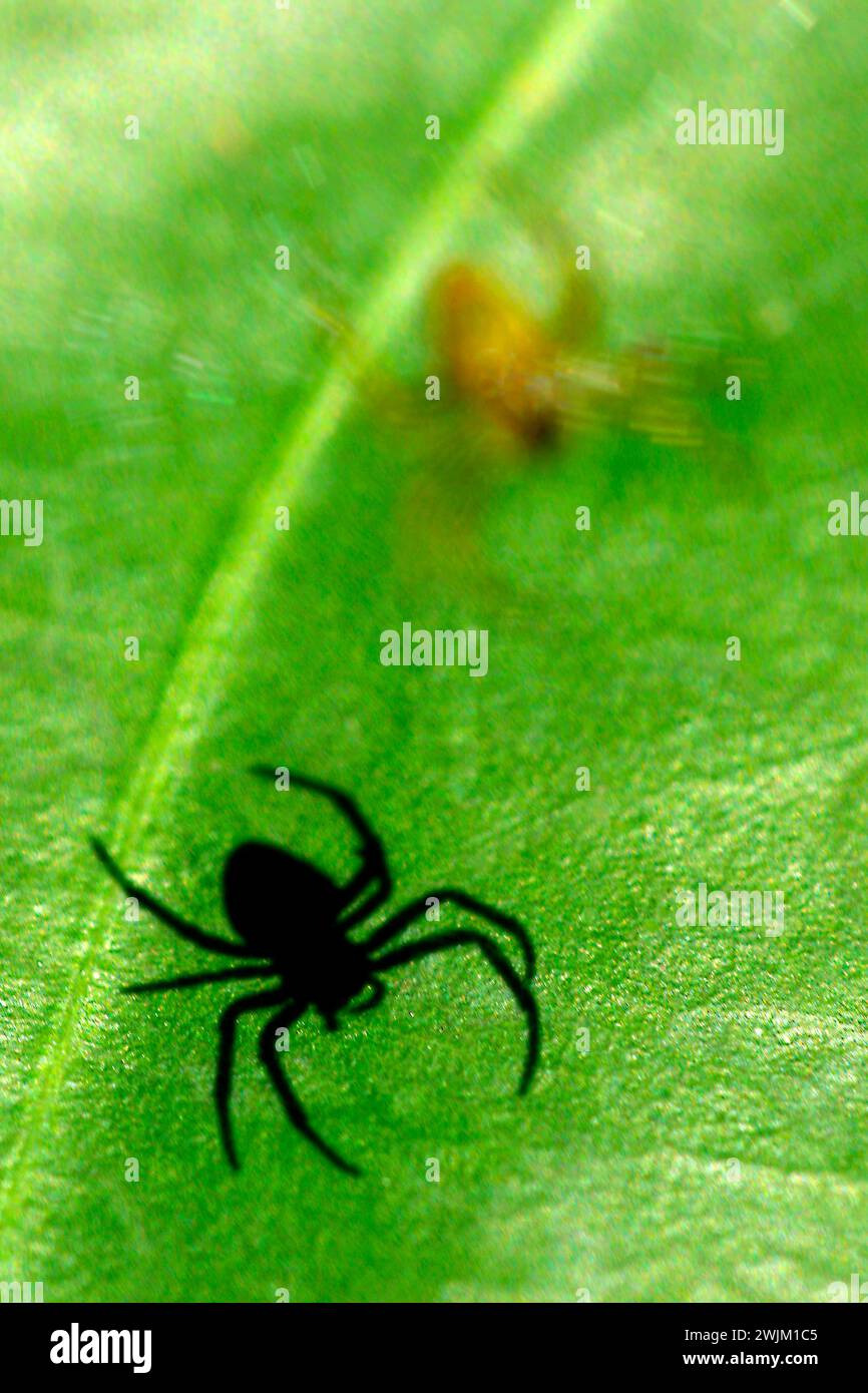 Spider silhouette Shade, foresta pluviale tropicale, bacino del fiume Napo, Amazzonia, Ecuador, America Foto Stock