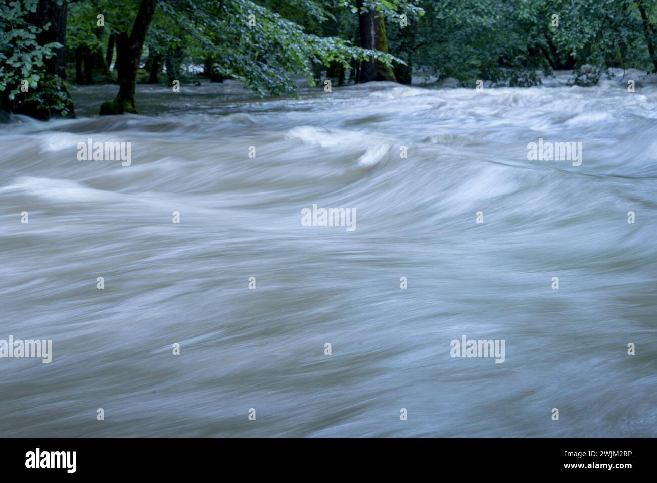 Inondazione del fiume nel mezzo della foresta Foto Stock