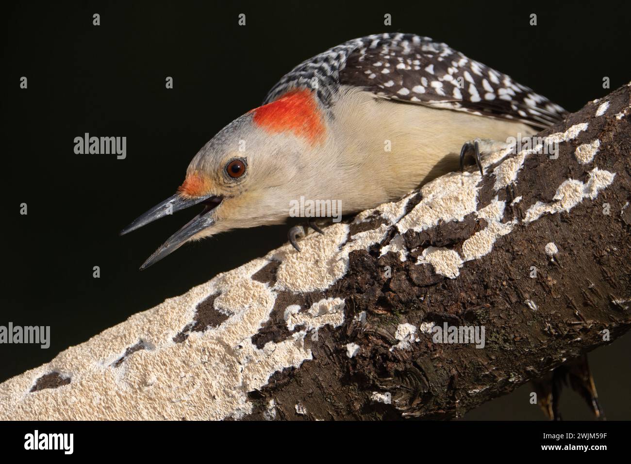 Picchio con panciotto rosso, arroccato su un arto di ciliegio selvatico. L'arto è infettato da funghi polipori dentati bianco latte. Sta mostrando rabbia nei confronti di un vicino Foto Stock