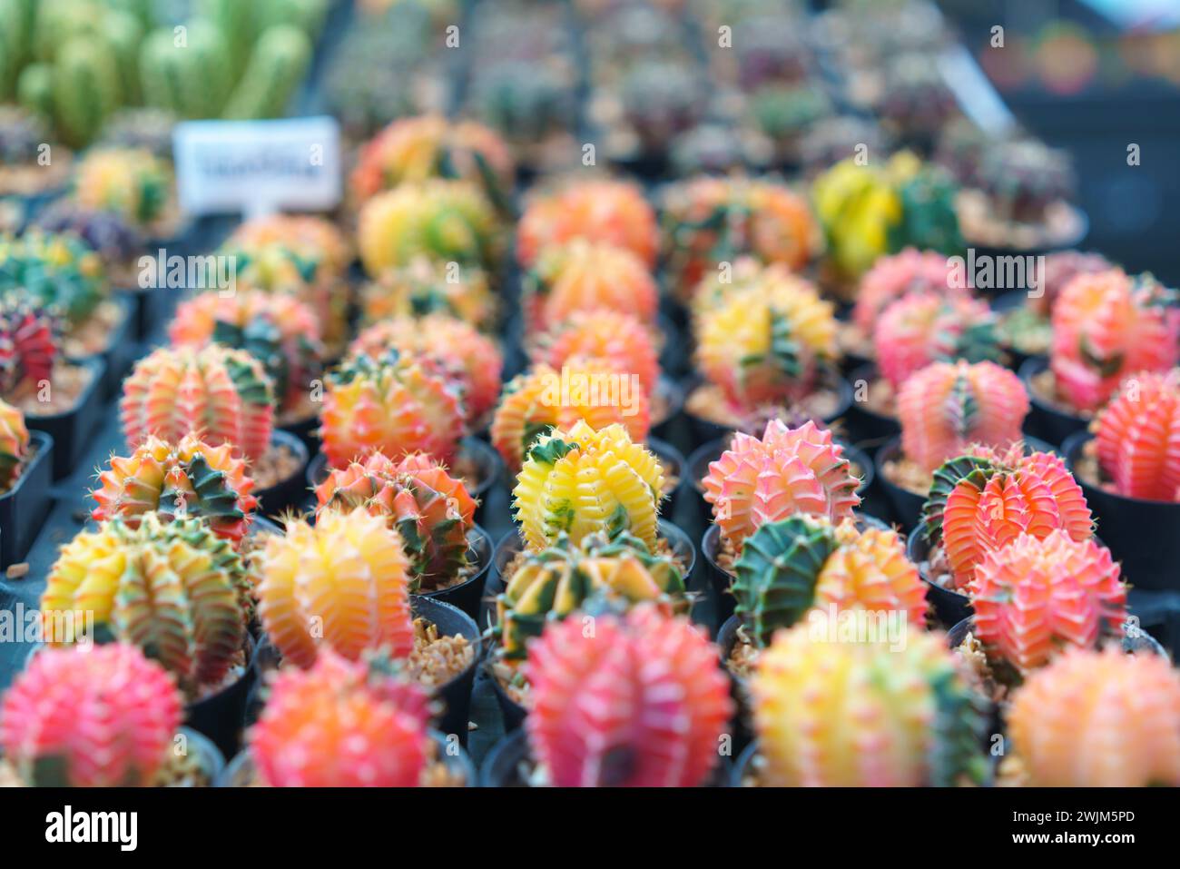 Vivace collezione di cactus innestati, con una gamma di colori brillanti, disposti ordinatamente per la vendita in un vivaio di piante Foto Stock