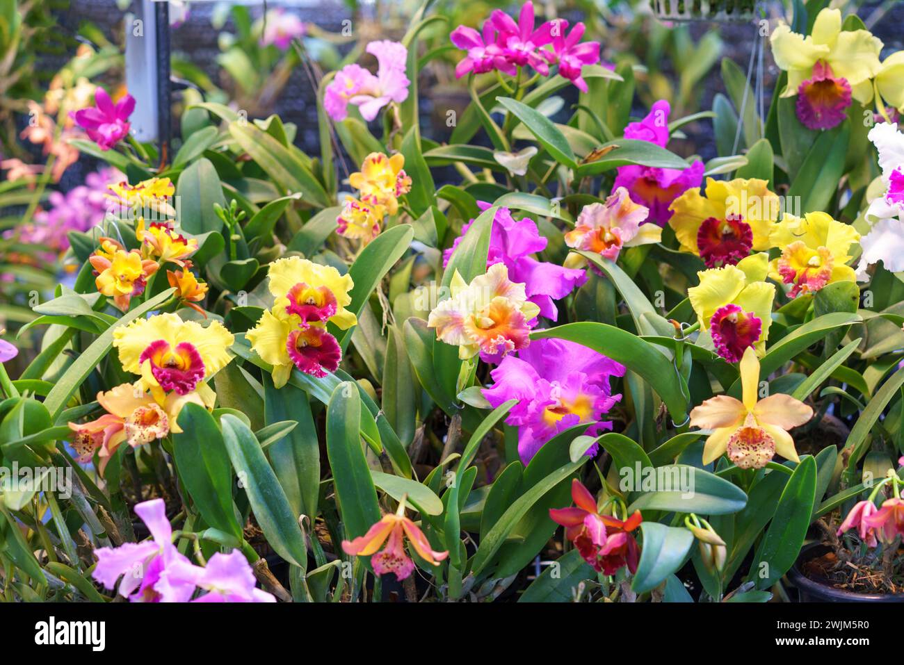 Una splendida collezione di orchidee Cattleya in una varietà di colori vivaci, in piena fioritura all'interno di una lussureggiante serra Foto Stock