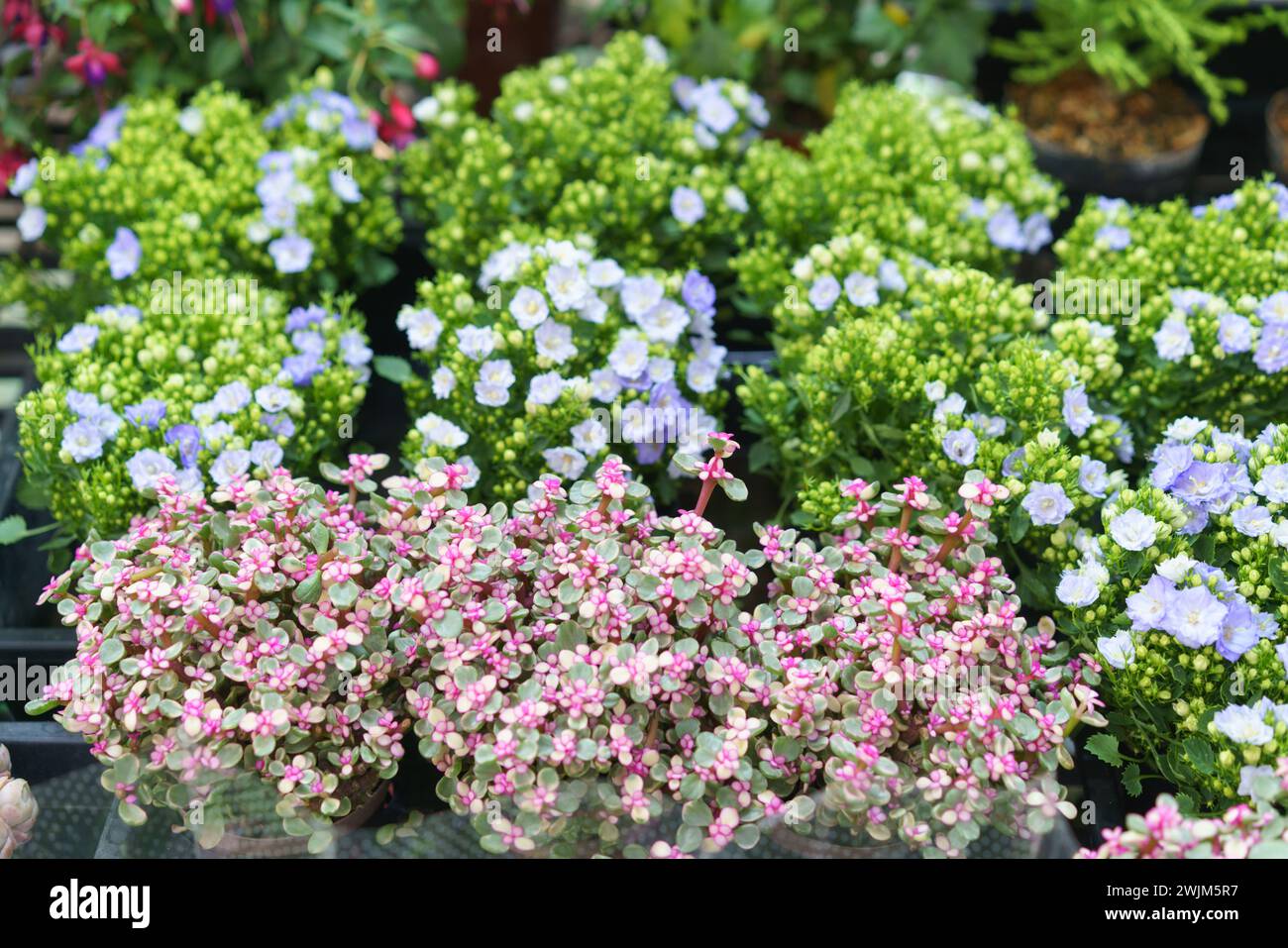 Un'abbondante e colorata esposizione di Kalanchoe blossfeldiana, conosciuta anche come il fiorista Kalanchoe, con gruppi di piccoli e vibranti fiori in un vivaio Foto Stock