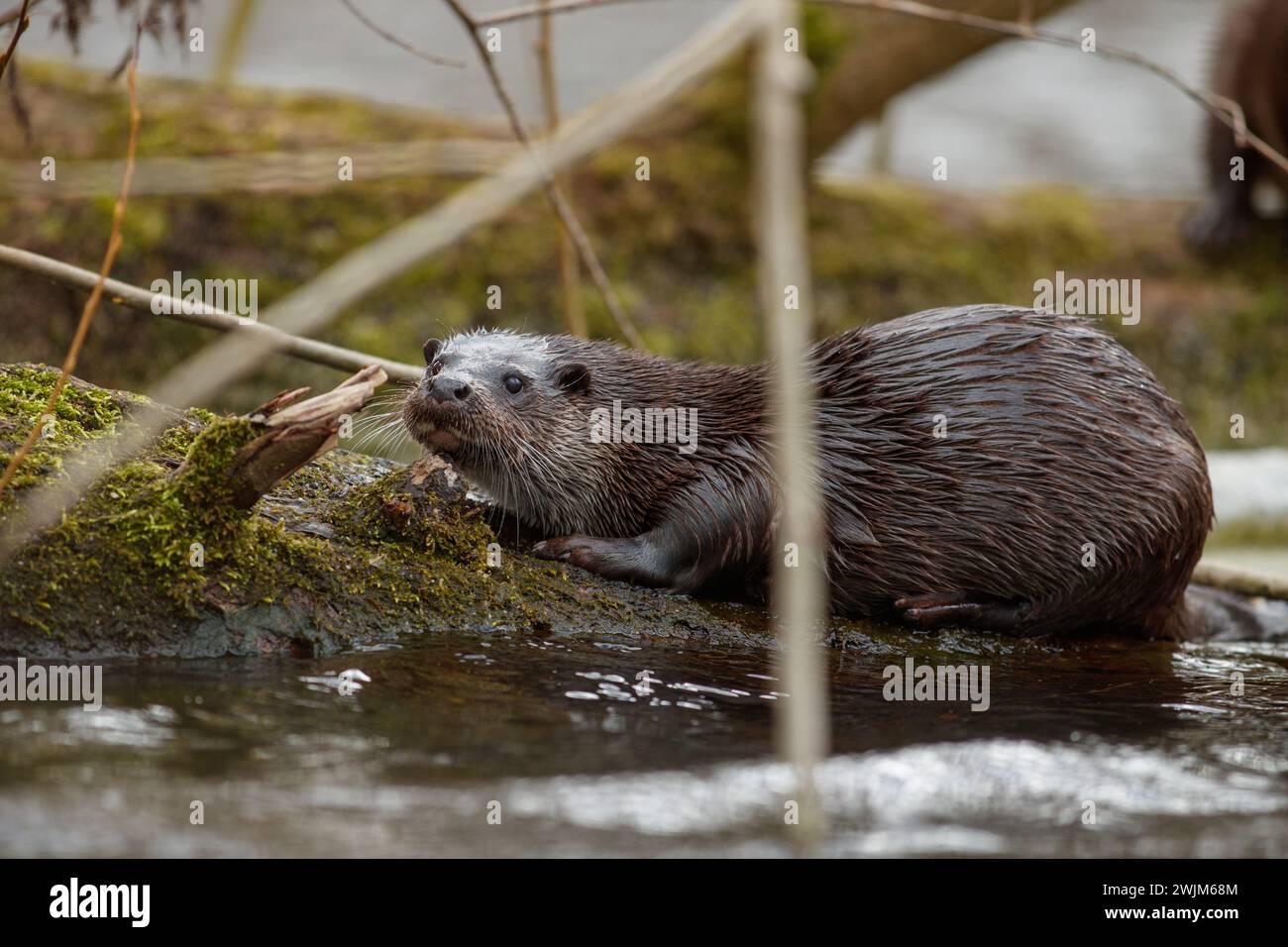 Otter sul fiume inglese Foto Stock