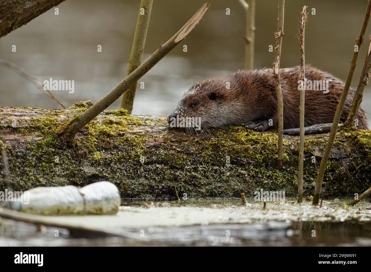 Otter sul fiume inglese Foto Stock