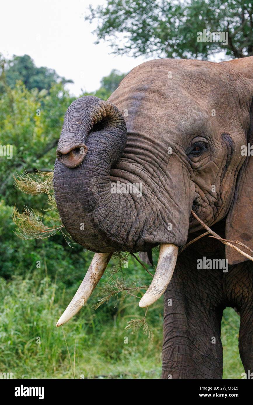 Tronco curvo con Ritratto degli elefanti a Kruger Park, Sudafrica Foto Stock