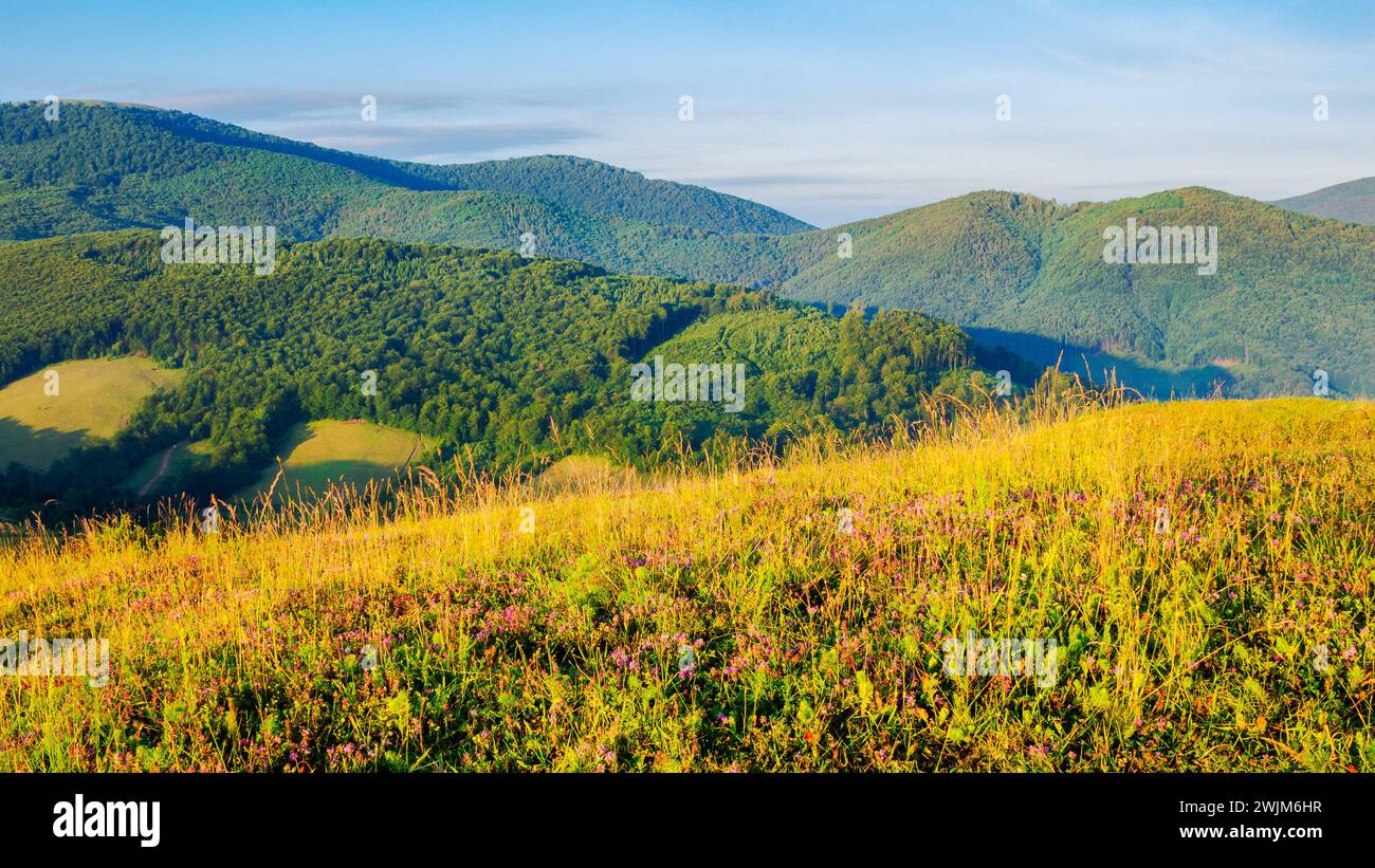 prato erboso nella montagna dei carpazi in estate. splendido paesaggio di campagna con colline boscose alla luce del mattino Foto Stock