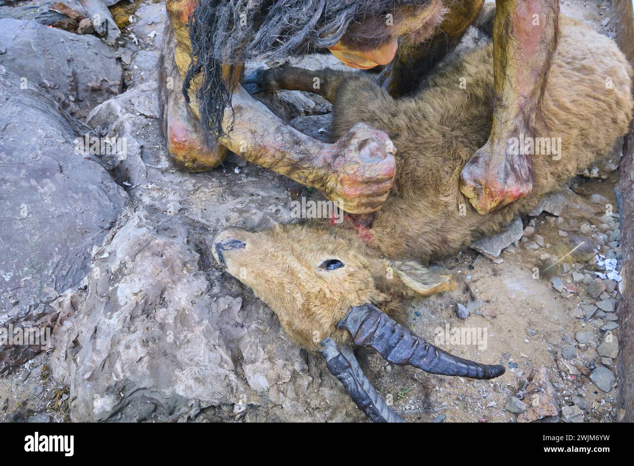 Un cacciatore maschio pugnala, uccide un animale cornuto al collo. Dettaglio di un diorama paleolitico dell'età della pietra, caverna al Museo biologico nel campus di Foto Stock