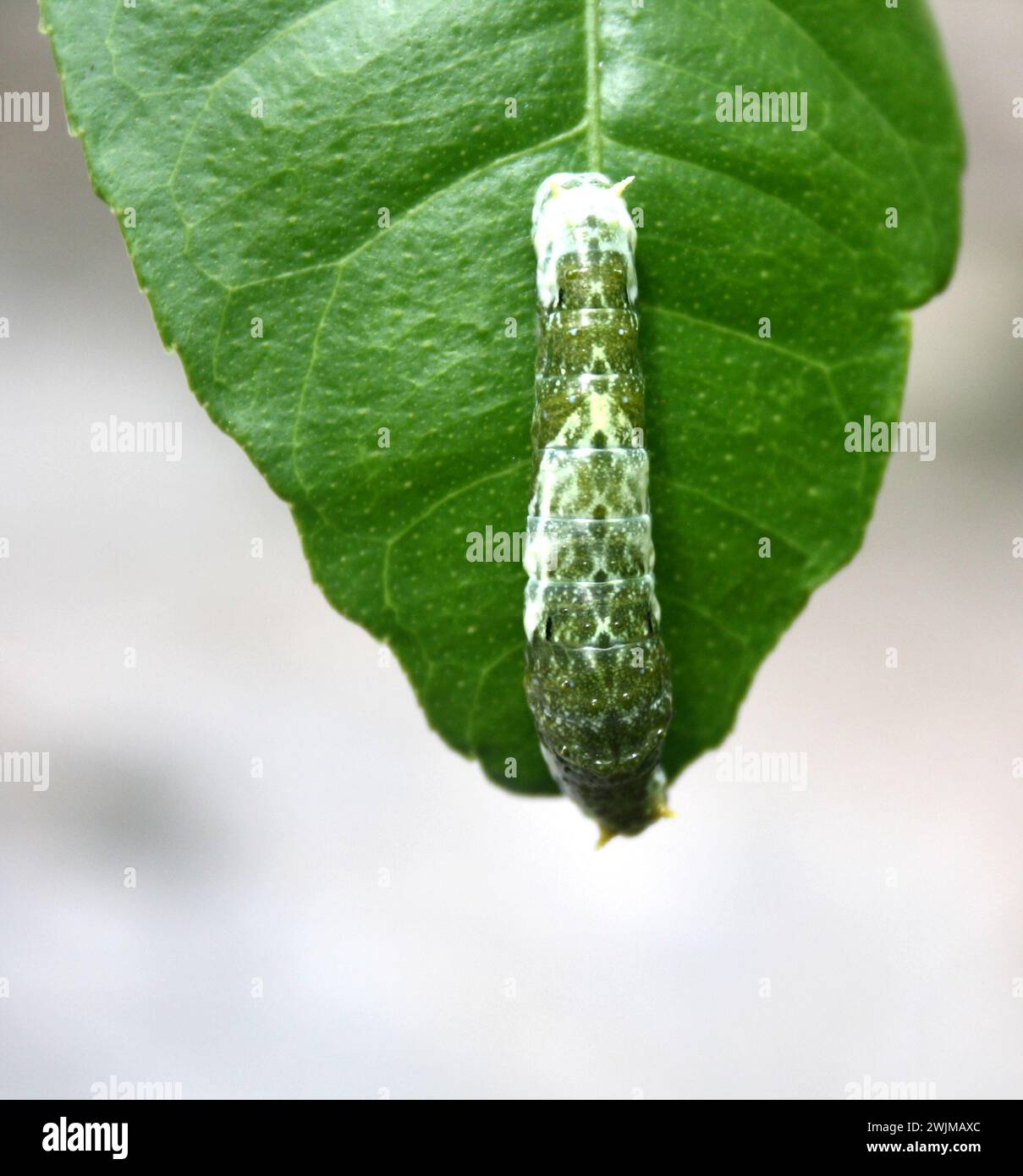 Farfalla mormone comune (Papilio polytes) caterpillar in 4° stadio : (Pix Sanjiv Shukla) Foto Stock