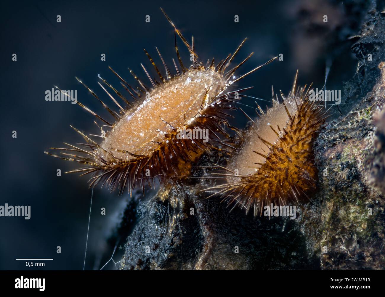 Berretto di elfo scarlatto (Scutellinia scutellata) che cresce dalla corteccia di betulla in cultura. Norvegia sud-occidentale. Foto Stock