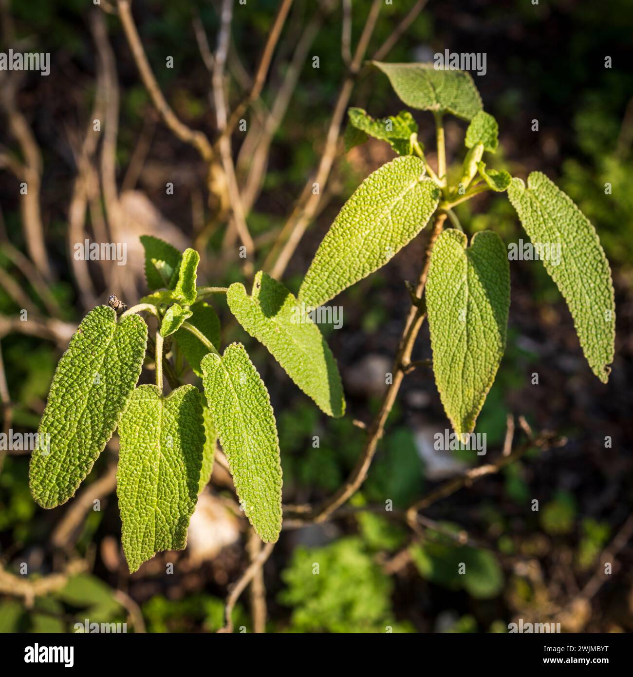 Phlomis viscosa è un genere di oltre 100 specie di piante erbacee, sottoarbusti e arbusti della famiglia delle Lamiaceae, originarie del regio Mediterraneo Foto Stock