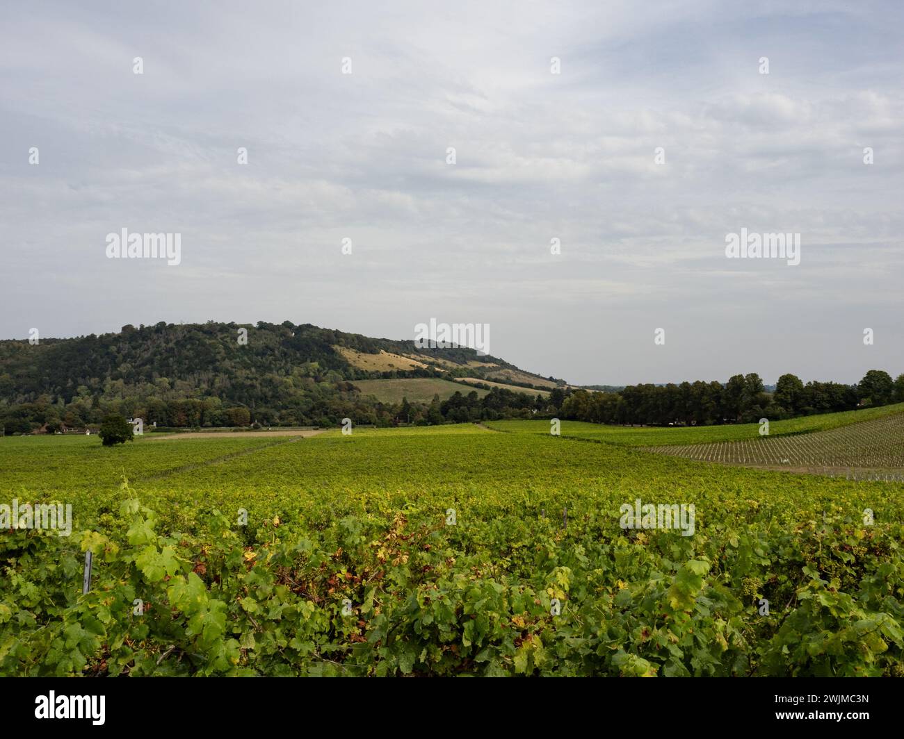 Denbies Wine Estate, Dorking, Surrey, Regno Unito Foto Stock