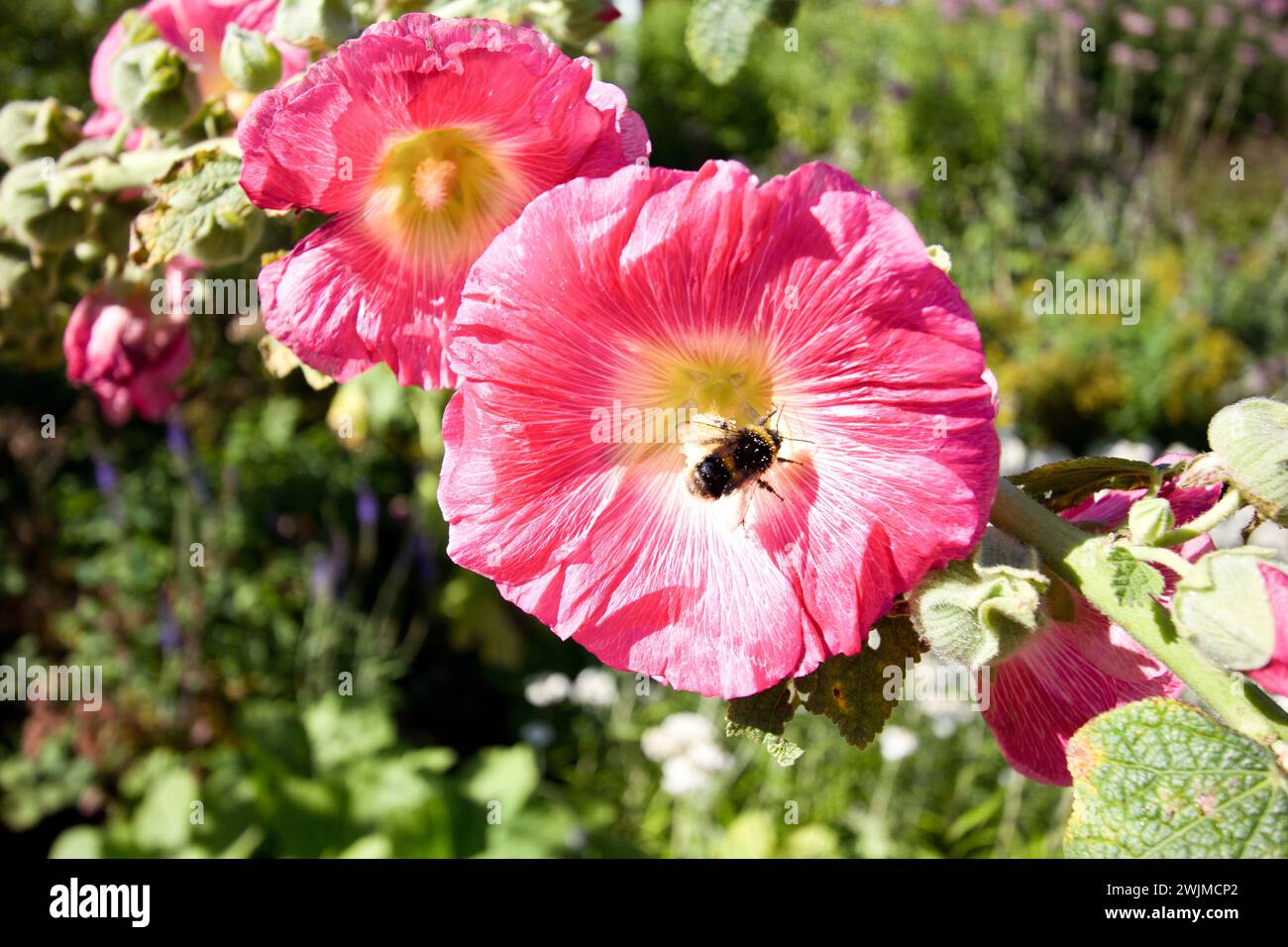 Ape occupata sui fiori rosa Foto Stock