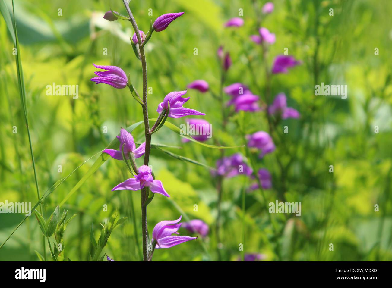 Orchidee selvatiche chiamate Helleborine rosse (Cephalanthera rubra) (Liliental, Baden, Germania sud-occidentale) Foto Stock