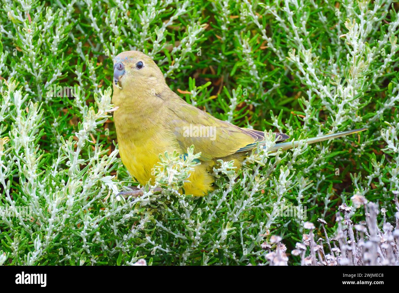 Pappagallo di roccia, Neophema petrophila, una piccola specie di pappagallo che si nutre della vegetazione costiera di Cape Leeuwin nel sud-ovest dell'Australia occidentale. Foto Stock