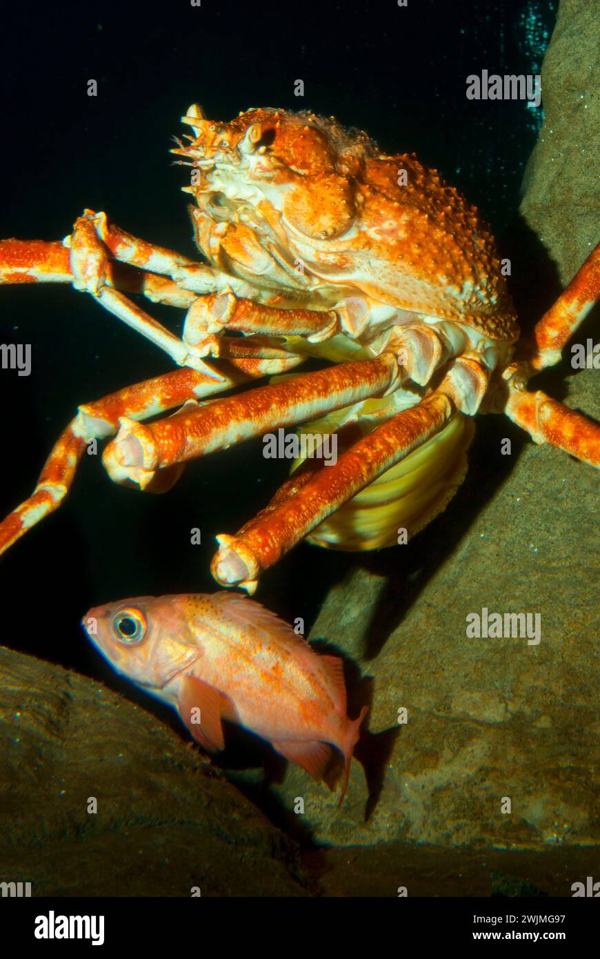 Giapponese ragno granchio (Macrocheira kaempferi), Oregon Coast Aquarium, Newport, Oregon Foto Stock
