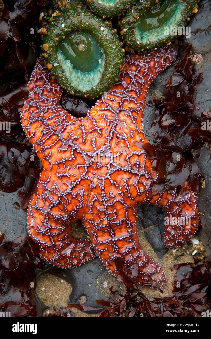 Stella color ocra, Strade Fine del parco statale, Lincoln City, Oregon Foto Stock