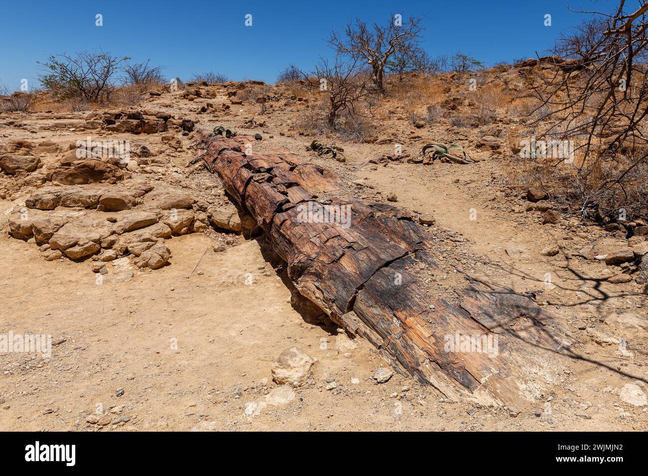 Tronchi di alberi pietrificati e mineralizzati, Khorixas, Damaraland, Namibia Foto Stock