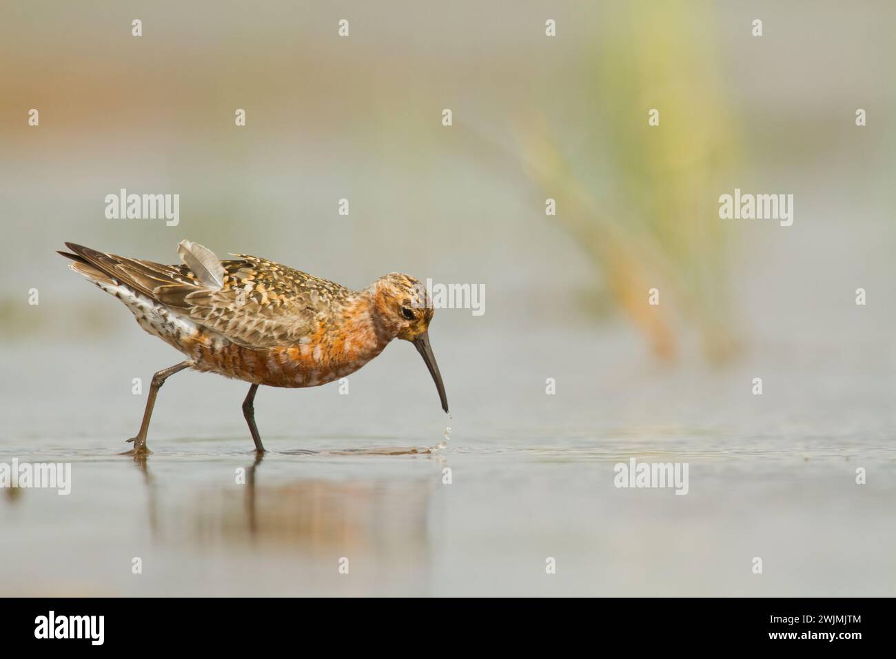 Shorebird - Calidris ferruginea, Curlew Sandpiper sulle paludi, uccello migratorio Polonia Europa Foto Stock