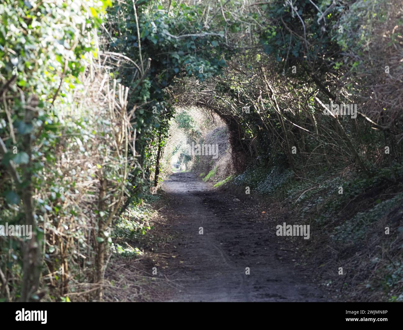 Sheerness, Kent, Regno Unito. 16 febbraio 2024. Un gruppo di comunità chiamato Sheppey Light Railway Greenway spera di introdurre una nuova "Greenway" attraverso l'Isola di Sheppey seguendo il percorso dell'ex Sheppey Light Railway a beneficio di escursionisti e ciclisti. Finora una sezione da Power Station Rd a Scrapsgate, Minster on Sea è stata sgombrata (nella foto) da volontari, ma ulteriori progressi richiederanno la cooperazione dei proprietari terrieri. La Sheppey Light Railway collegava Queenborough a Leysdown ma chiuse nel 1950. Crediti: James Bell/Alamy Live News Foto Stock