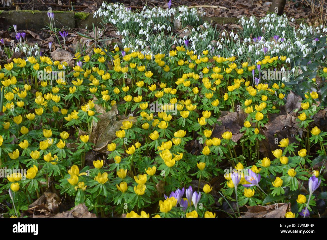 16.02.2024 Frühblüher Deutschland/ Sachsen Anhalt/ Altmark/ Altmarkkreis Salzwedel/ Stadt Klötze/ Ortsteil Kusey/ verwilderter Garten/ viele Frühlingsblüher bedecken den Boden/ gelb blühende Winterlinge/ sie gehören zu den Hahnenfußgewächsen/ Ranunculaceae/ lila blühende Krokusse/ sie zählen zu den Schwertliliengewächsen/ Iridaceae/ Schneeglöckchen/ Galanthus *** 16 02 2024 primi fioritori Germania Sassonia Anhalt Altmark Altmarkkreis città di Salisburgo distretto di Klötze Kusey giardino coperto molti fioritori primaverili coprire gli aconiti invernali in fiore gialli in terra appartengono alla famiglia Buttercup Ranun Foto Stock