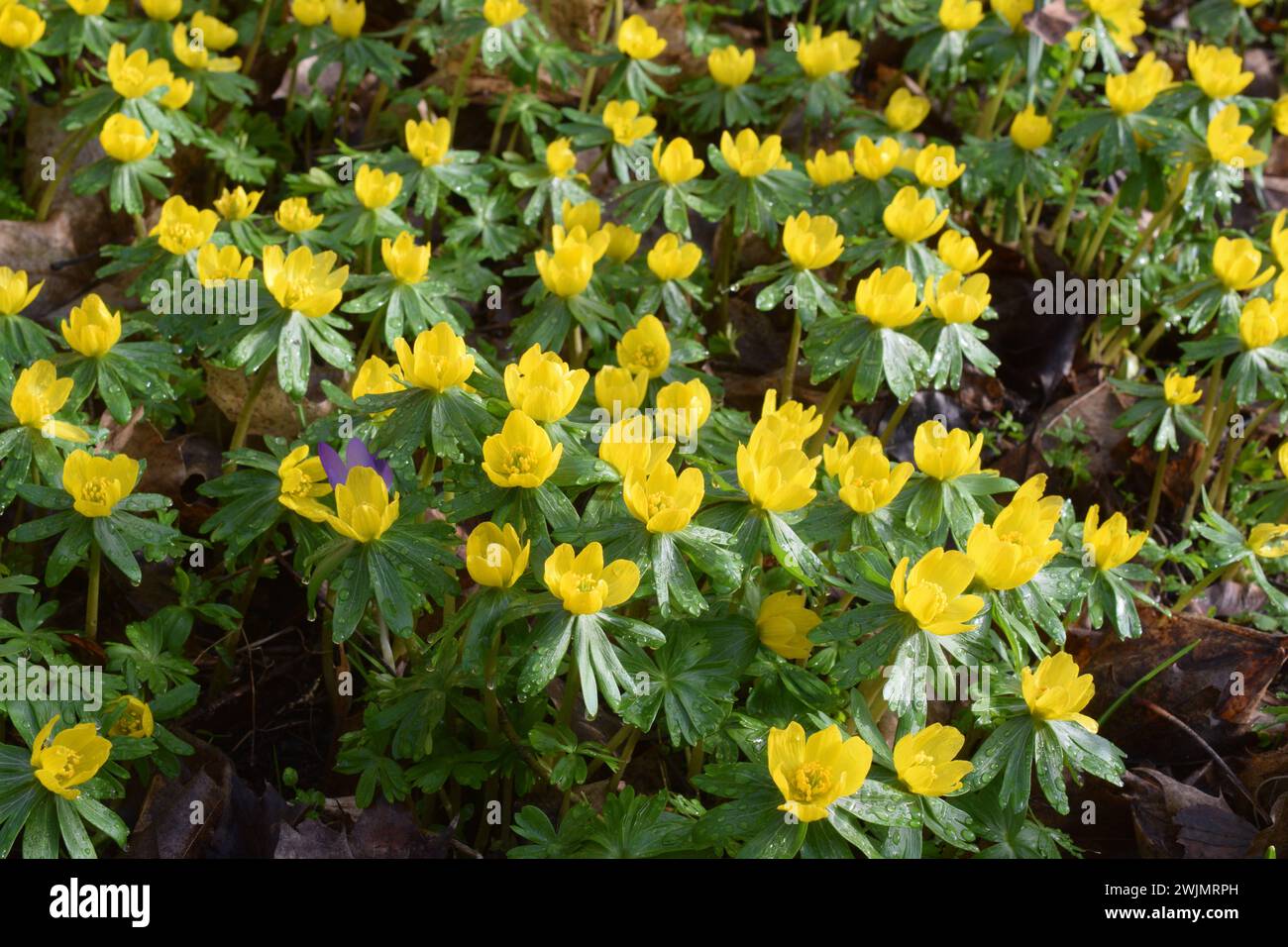 16.02.2024 Frühblüher Deutschland/ Sachsen Anhalt/ Altmark/ Altmarkkreis Salzwedel/ Stadt Klötze/ Ortsteil Kusey/ verwilderter Garten/ viele Frühlingsblüher bedecken den Boden/ gelb blühende Winterlinge/ sie gehören zu den Hahnenfußgewächsen/ Ranunculaceae/ lila blühender Krokus/ Krokusse zählen zu den Schwertliliengewächsen/ Iridaceae *** 16 02 2024 primi fioritori Germania Sassonia Anhalt Altmark Altmarkkreis città di Salisburgo distretto di Klötze Kusey giardino coperto molti fiorai primaverili coprono il aconiti invernali in fiore giallo macinato appartengono alla famiglia Buttercup Ranunculaceae in fiore viola Foto Stock