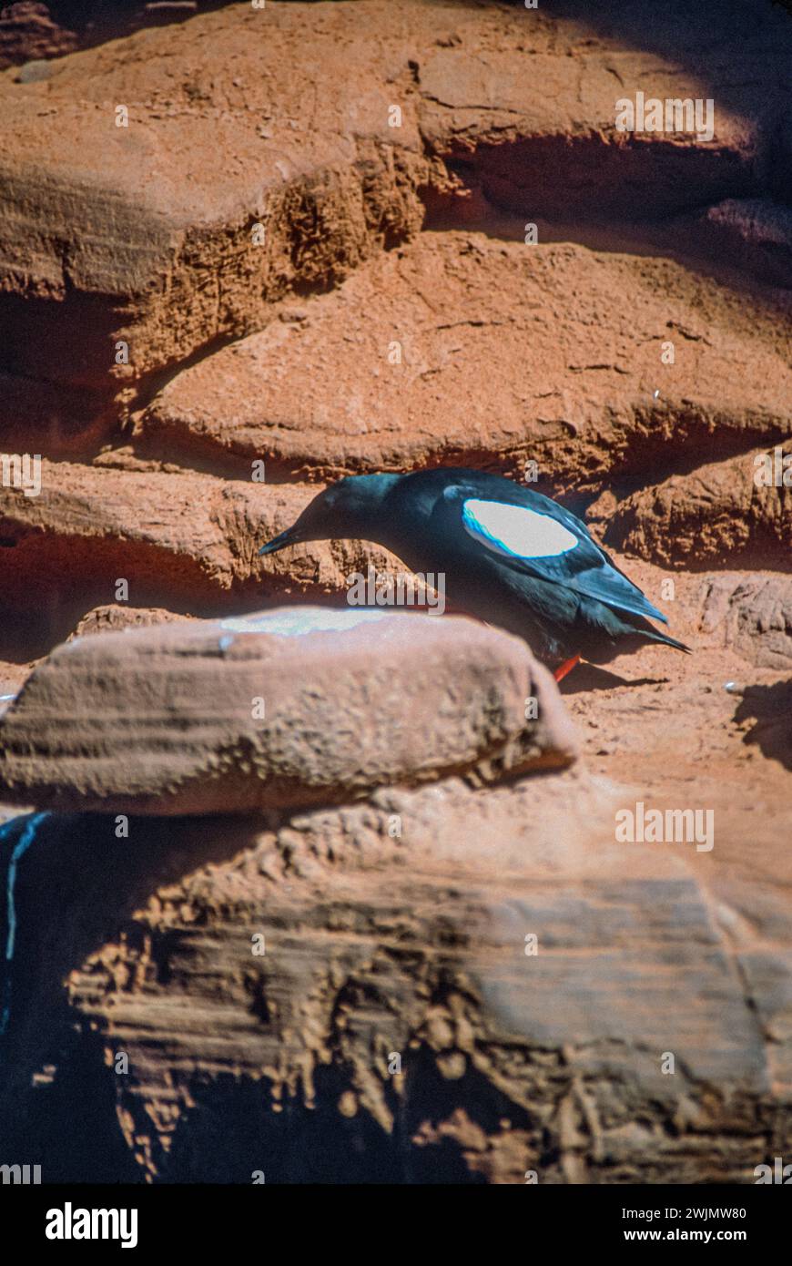 Scogliere di arenaria sulla riva dell'Isola d'Entree, Isole D'Madeleine (Isole Magdalen) Golfo di San Lorenzo, Quebec, Canada. Nidificano uccelli marini di Guillemot. Foto Stock