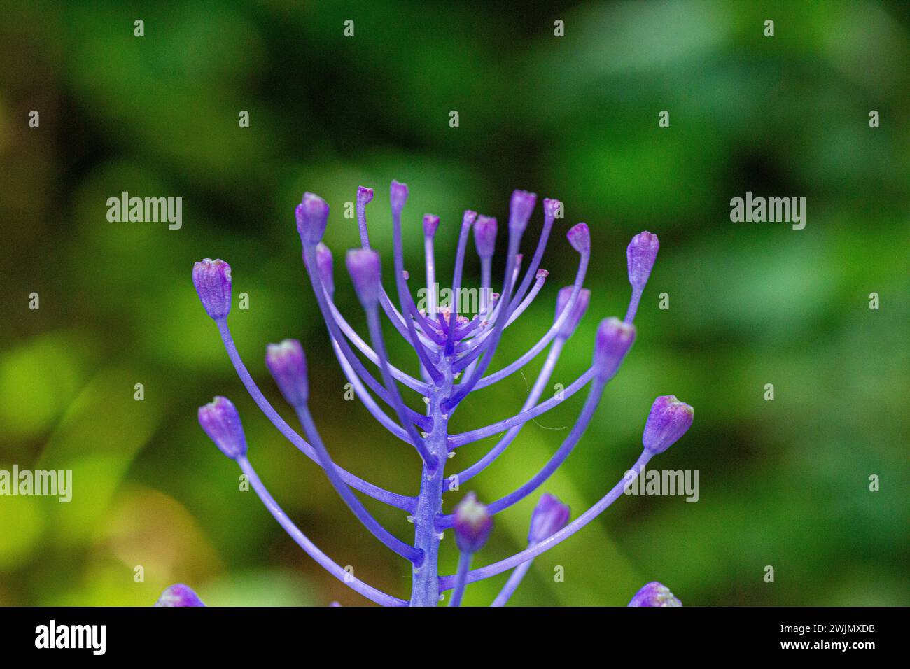 Primo piano del fiore di Leopoldia comosa Foto Stock
