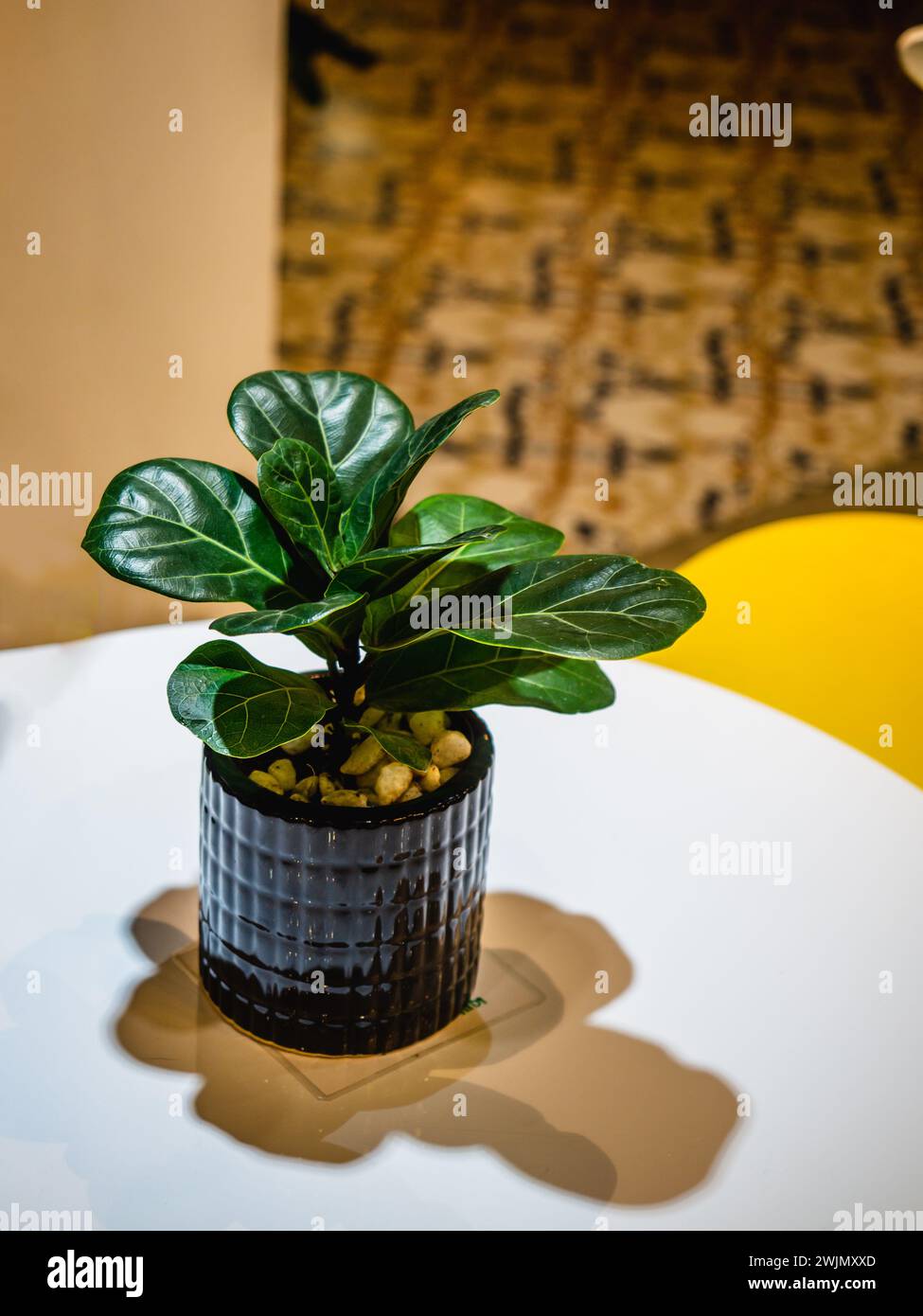Fico di foglie di fiddle, Ficus lyrata, pianta di vaso con tavola bianca sullo sfondo. Una foto di un fico foglia di Fiddle rigoglioso e sano o Ficus lyrata bambino con Large Foto Stock