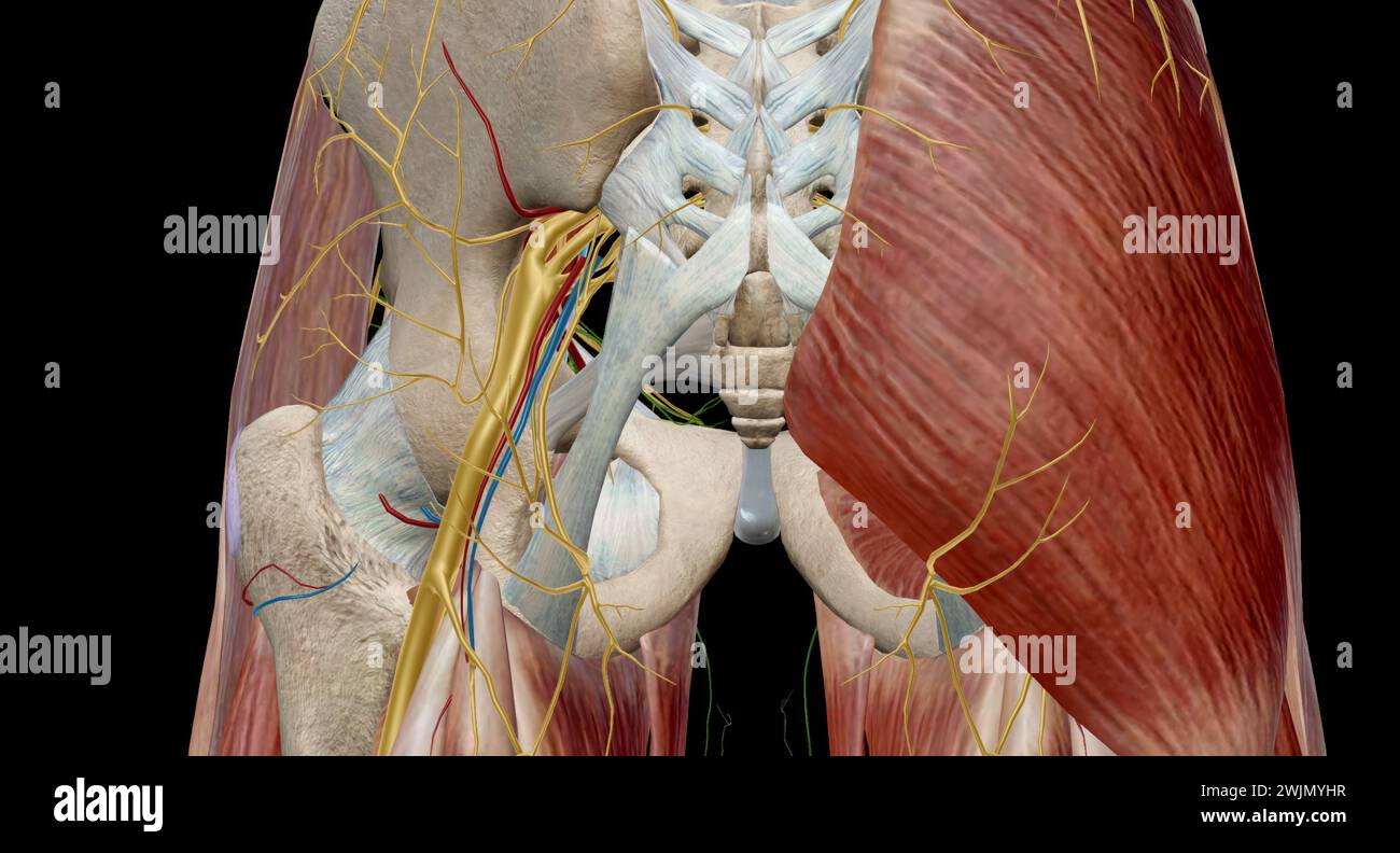 L'articolazione dell'anca è un giunto sferico che rappresenta il punto di articolazione tra la testa del femore e l'acetabolo della pelvi.rendering 3d. Foto Stock