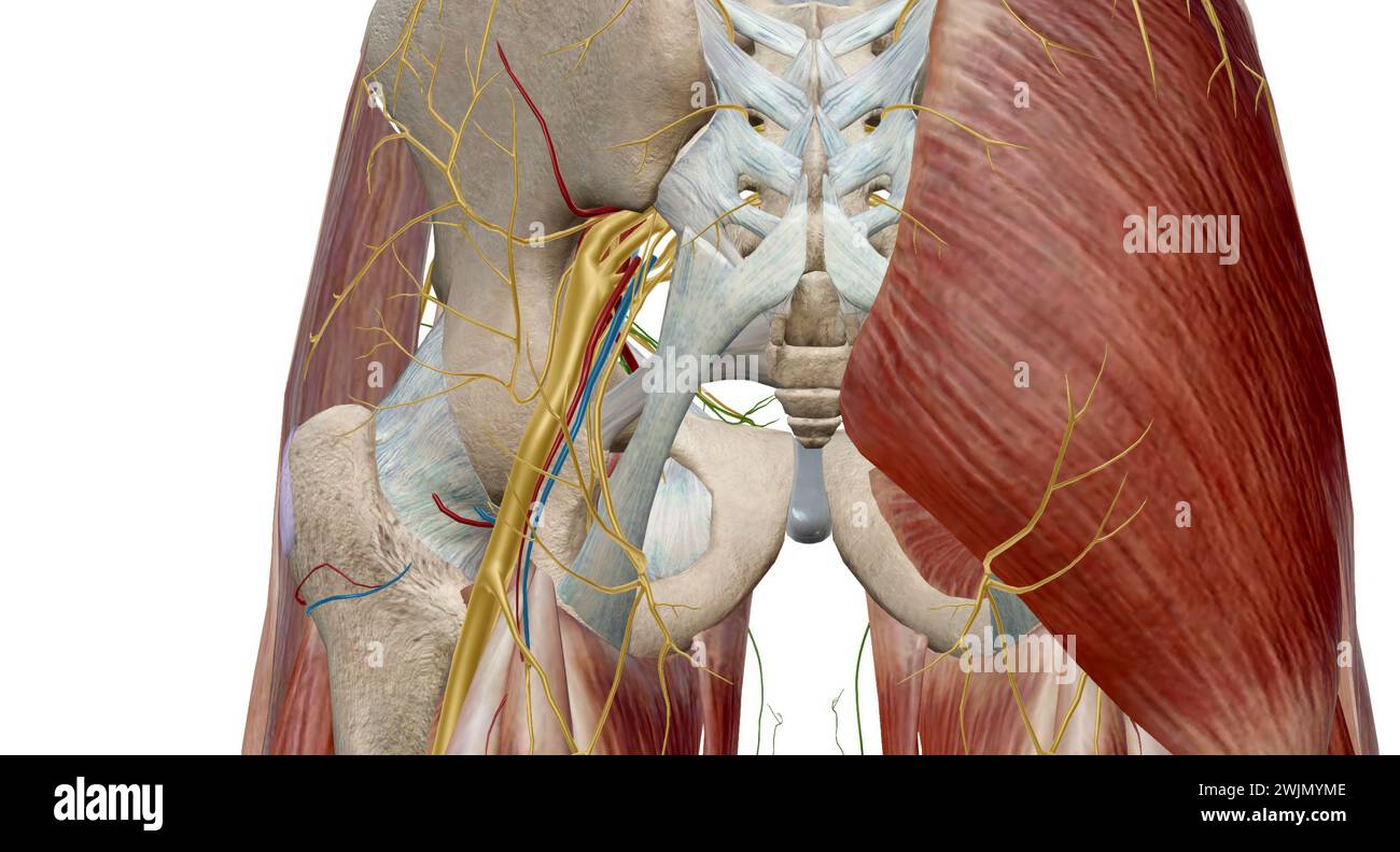 L'articolazione dell'anca è un giunto sferico che rappresenta il punto di articolazione tra la testa del femore e l'acetabolo della pelvi.rendering 3d. Foto Stock