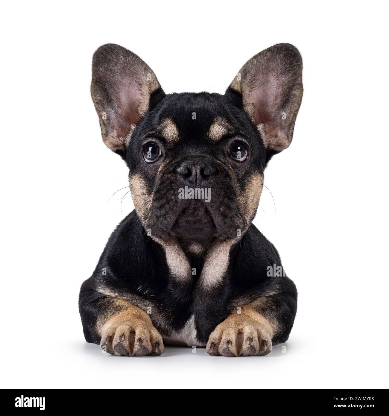 Carino nero con cucciolo di cane Bulldog francese marrone che si appoggia rivolto verso la parte anteriore. Guardando verso la fotocamera. Isolato su sfondo bianco. Foto Stock