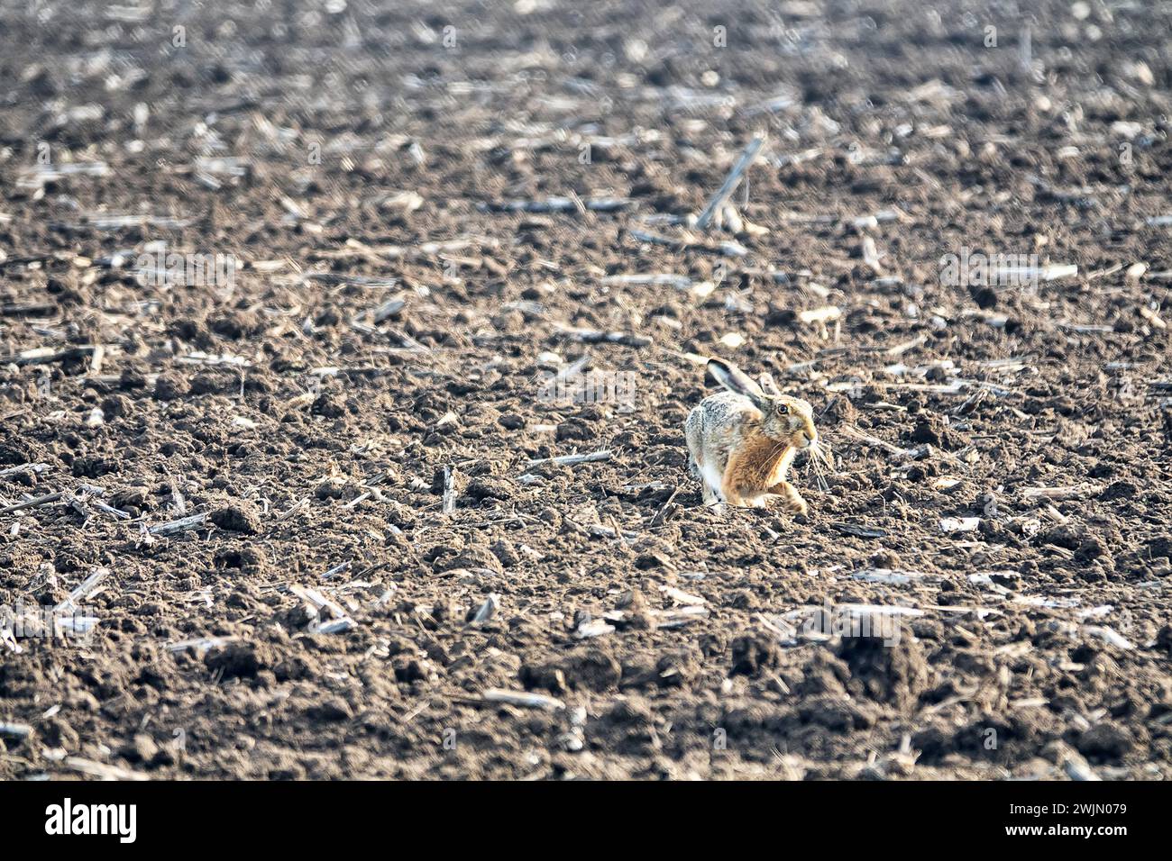 Una vecchia lepre europea (Lepus europaeus) su un campo seminato all'ora del mattino sceglie un posto per sdraiarsi (letto scavato). Regione del Mar Nero Foto Stock