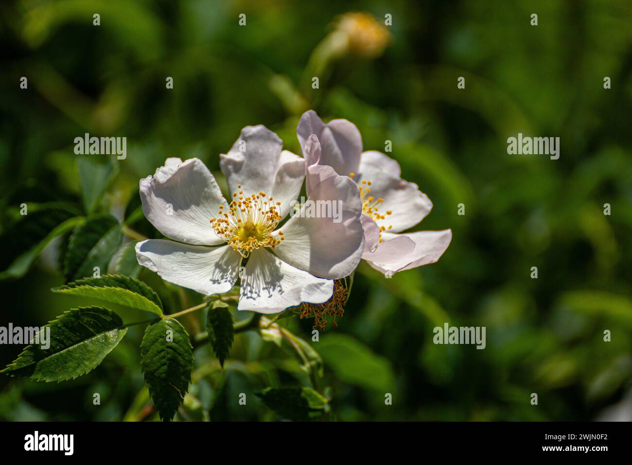 Fiori di Rubus pensilvanicus Foto Stock