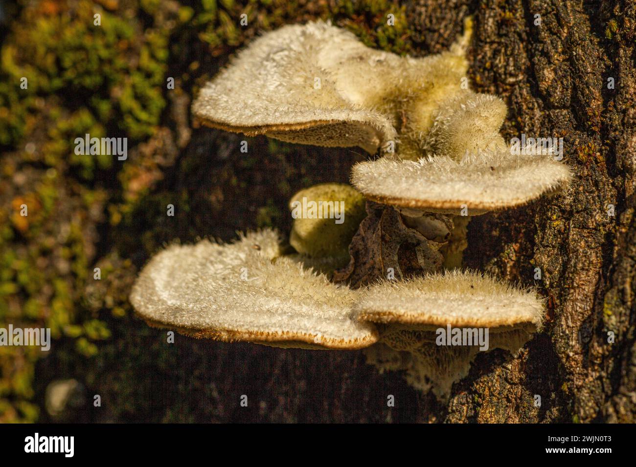 Trametes hirsuta sul primo piano del tronco Foto Stock