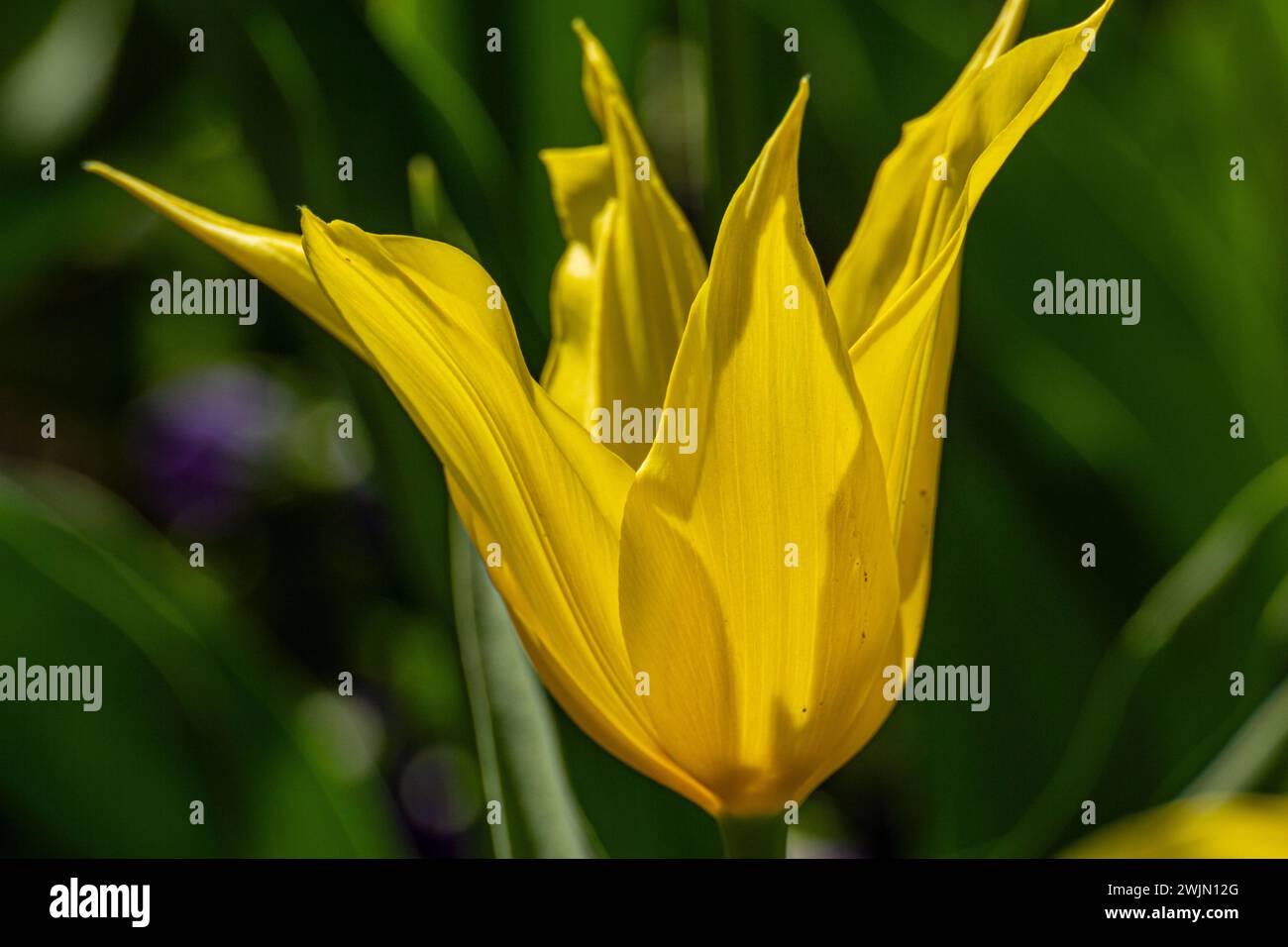 Bellissimo primo piano di tulipani sull'erba Foto Stock