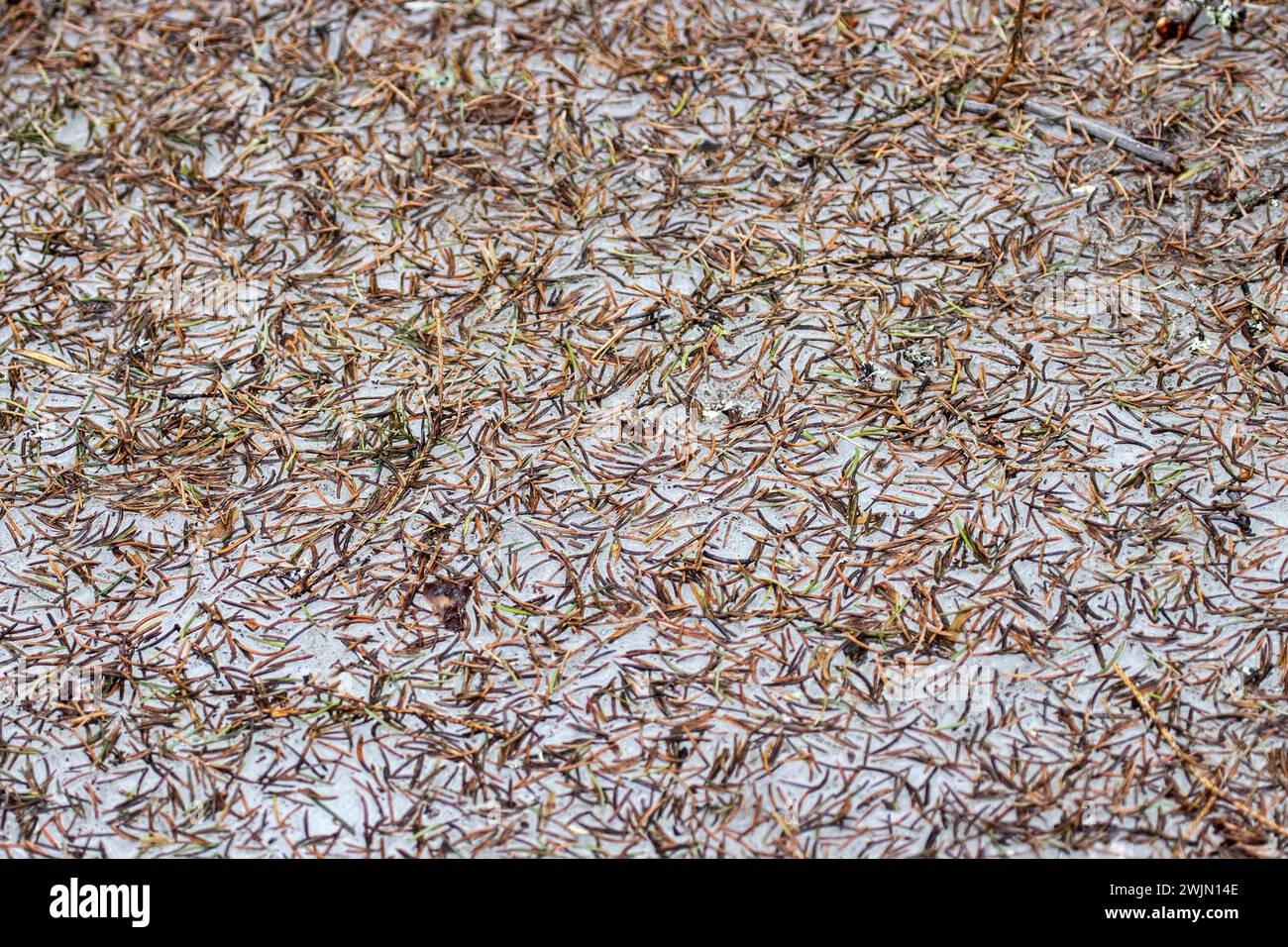 Silvicoltura. Lettiera ad ago. La copertura di conifere di abete rosso norvegese (Picea abies) è stata formata da aghi caduti (morti) in inverno ghiacciato e innevato, quando condizionale l Foto Stock