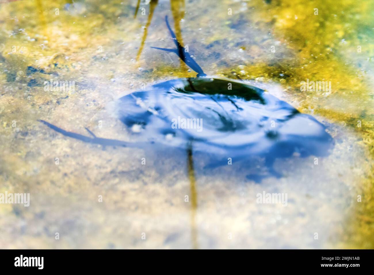 Forse un ottimo coleottero per immersioni (Dytiscus marginalis) in acque poco profonde (incantesimo secco), vista dall'alto attraverso la colonna d'acqua Foto Stock