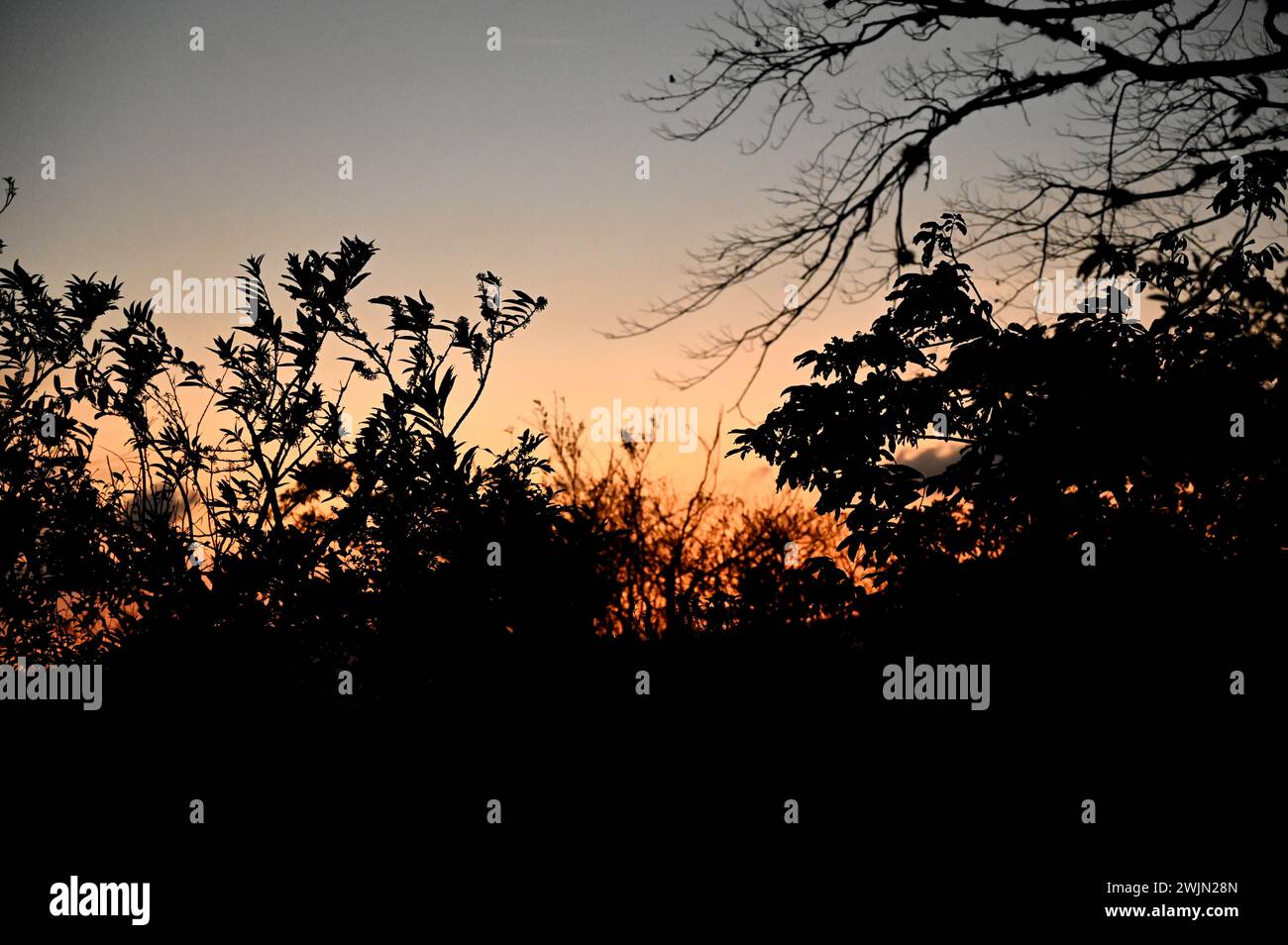 Volcán MIRAVALLES, PROVINCIA DI ALUAJUELA, COSTA RICA: Magica ora di tramonto vista della giungla vicino a Volcán Miravalles nella provincia di Aluajuela, Costa Rica. Foto Stock