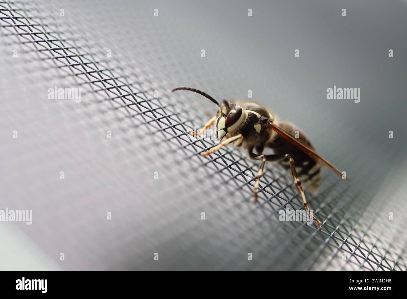 Un calabrone dalla faccia calva su uno schermo Foto Stock