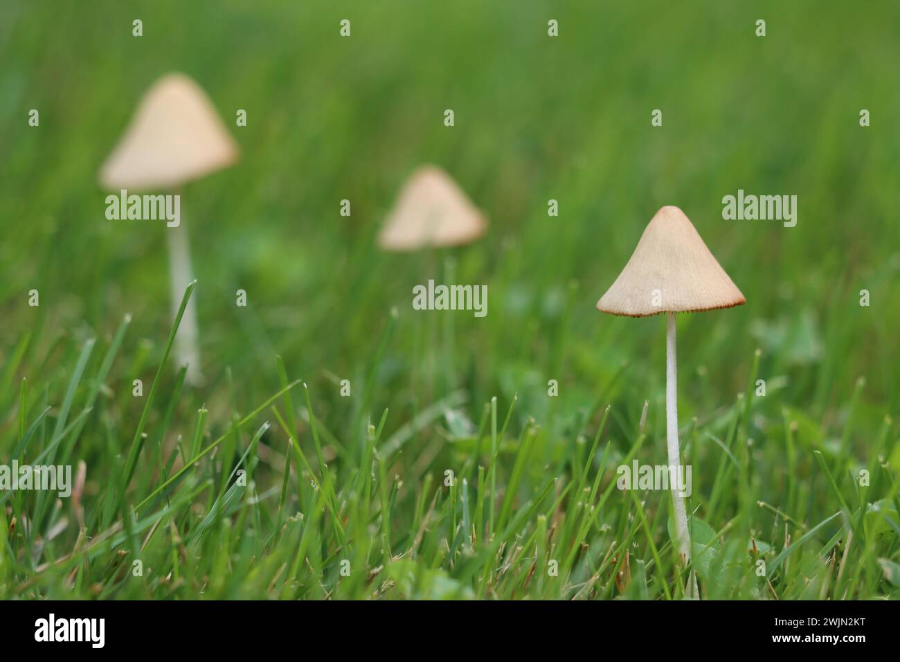 Tre piccoli funghi che crescono nell'erba Foto Stock