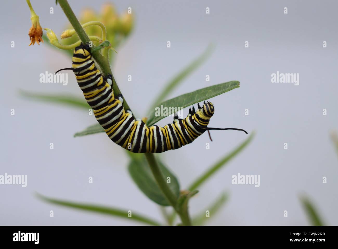 Primo piano di un monarca caterpillar sull'erba del latte Foto Stock