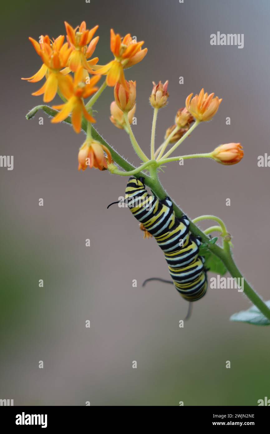 Un monarca caterpillar su un'alga di latte in fiore Foto Stock