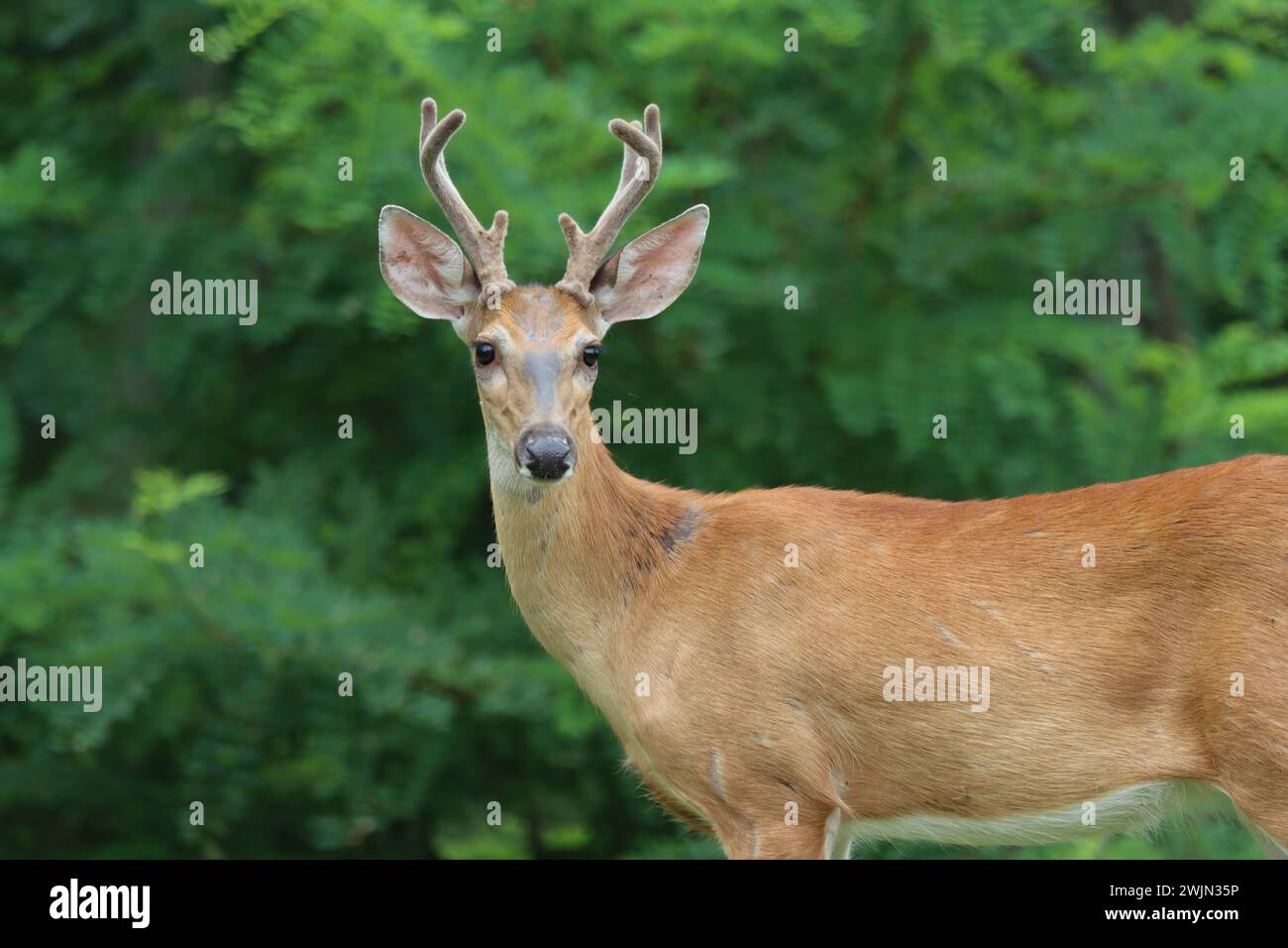 Incontro ravvicinato con un buck a coda bianca in velluto Foto Stock