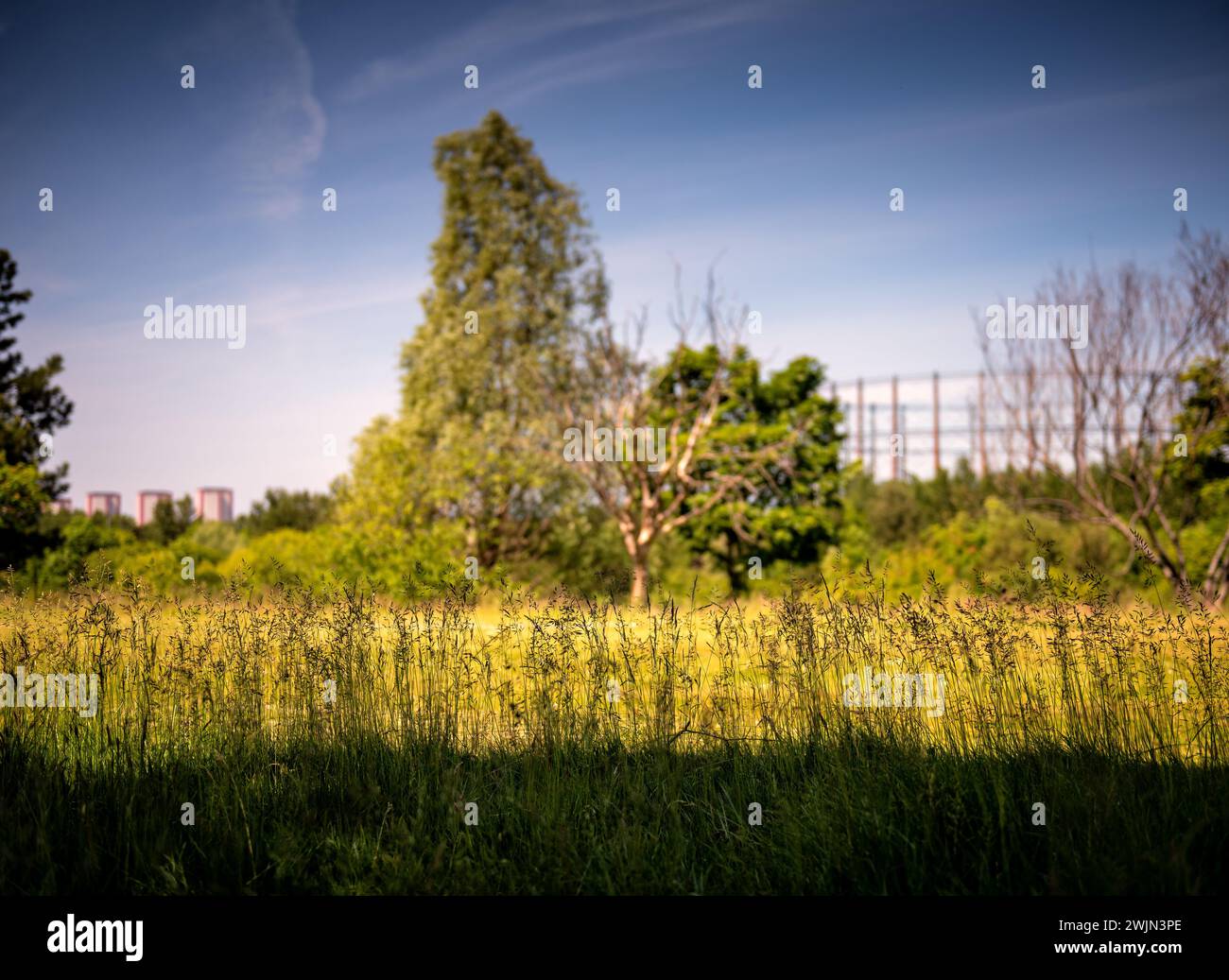 Detentori di gas sullo sfondo del fogliame di un parco cittadino in una giornata di sole con coppe verdi a Glasgow, Scozia, Regno Unito Foto Stock
