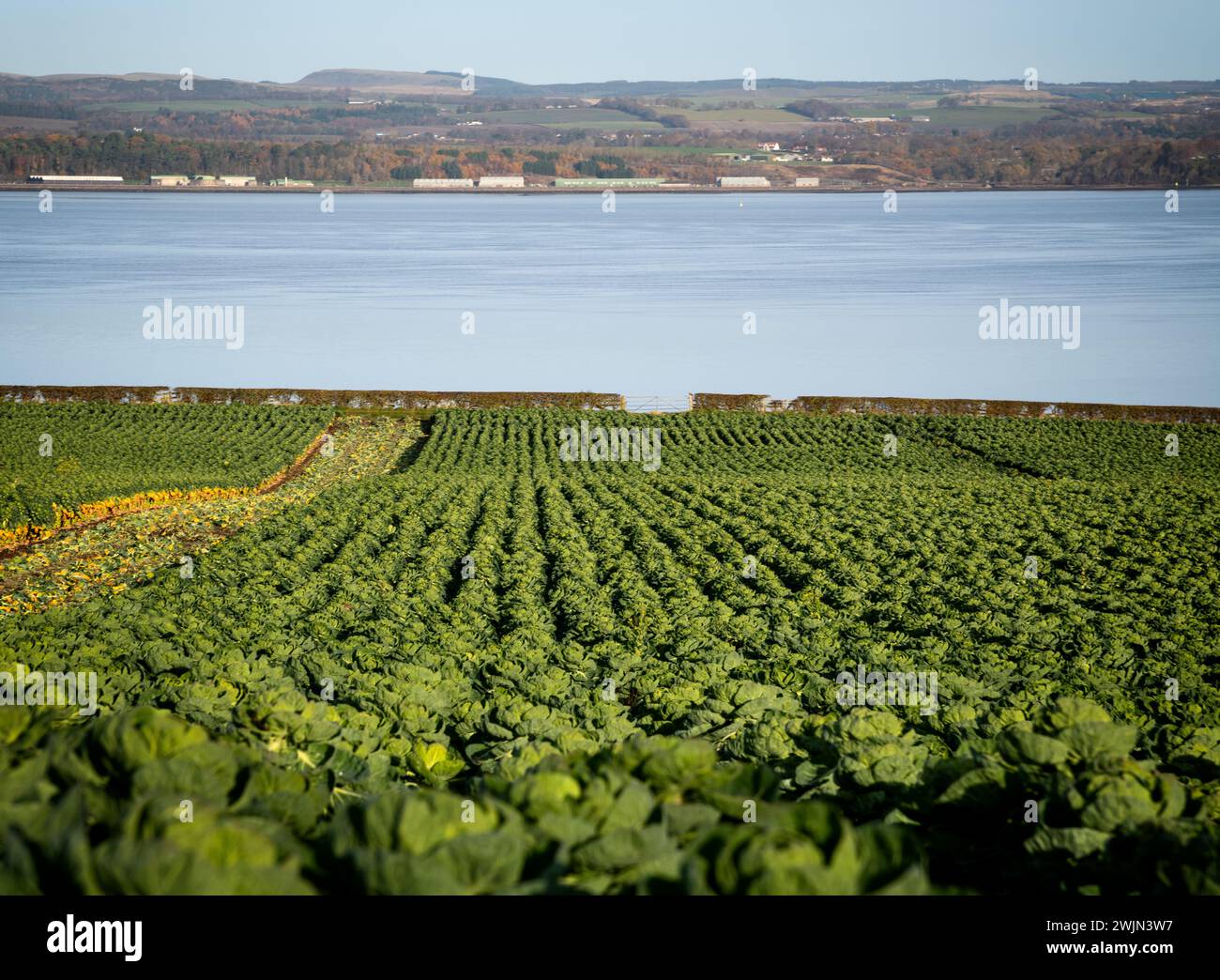Le verdure di cavoletto di Bruxelles crescono in un campo di Fife, Scozia, che si affaccia sul Firth of Forth con il Forth Road Bridge e Blackness Foto Stock