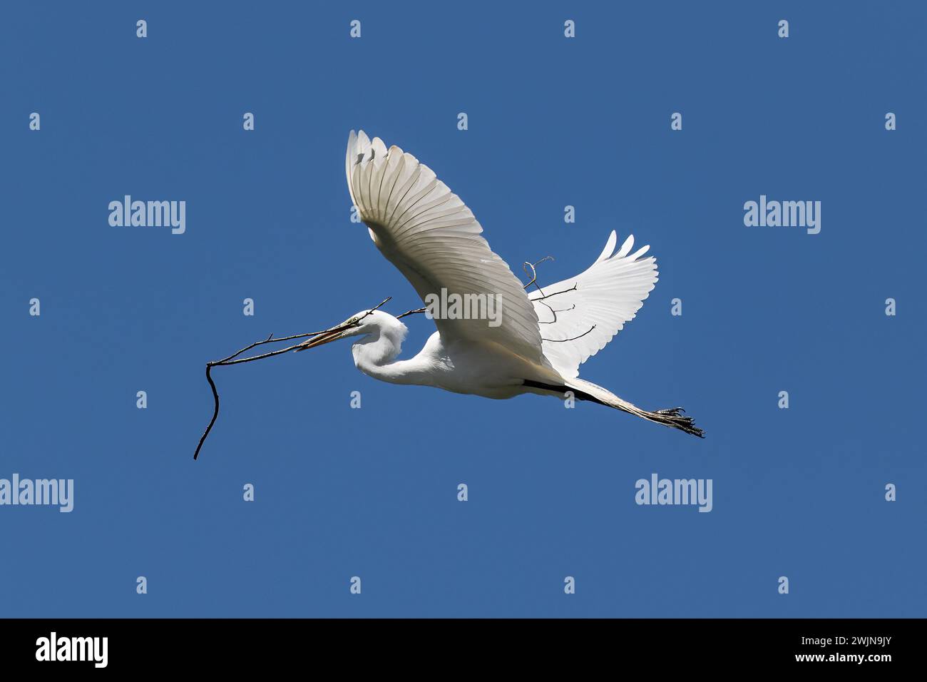 Grande egret (Ardea alba) in volo. Ramo tenuto in bocca. Cielo blu sullo sfondo. Morro Bay, California. Foto Stock