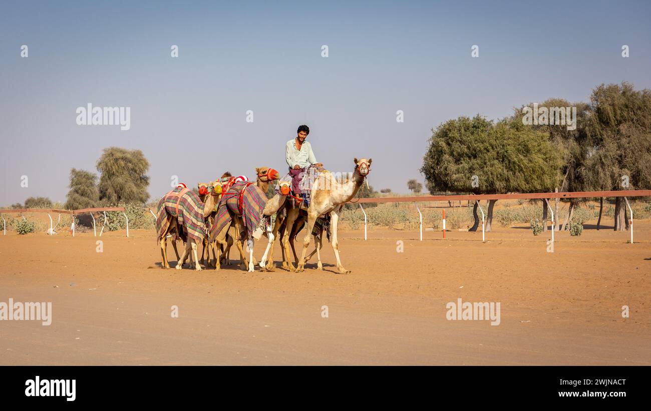 Al Digdaga, Emirati Arabi Uniti, 24.12.20. Un cameleer (gestore di cammelli) che guida e guida una carovana di cammelli colorati durante l'allenamento di gara sul Camel Race Track negli Emirati Arabi Uniti. Foto Stock